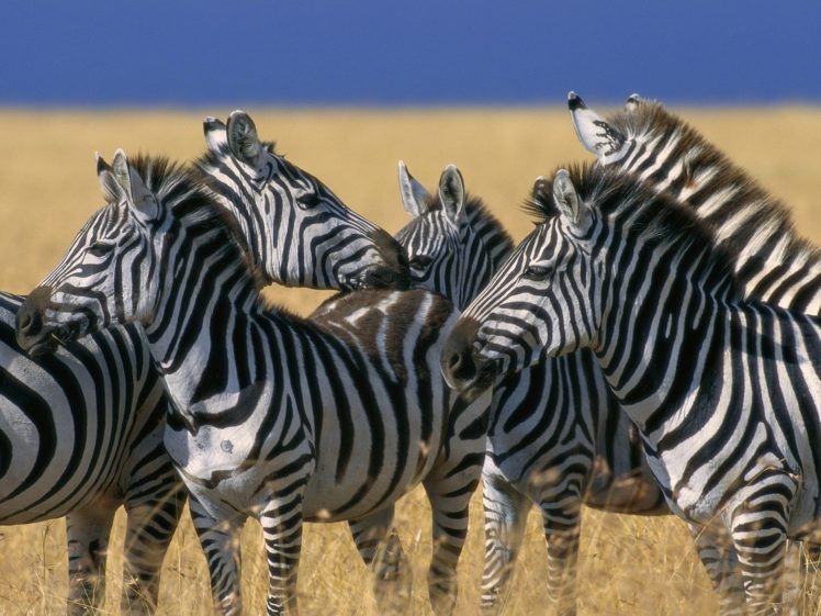 nature, Animals, Zebras, National, Mara, Plains, Kenya HD Wallpaper Desktop Background