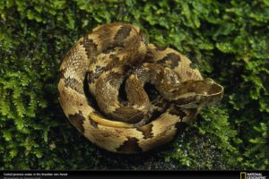animals, Snakes, National, Geographic, Reptiles