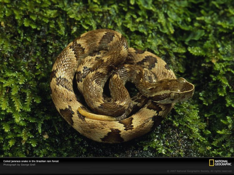animals, Snakes, National, Geographic, Reptiles HD Wallpaper Desktop Background