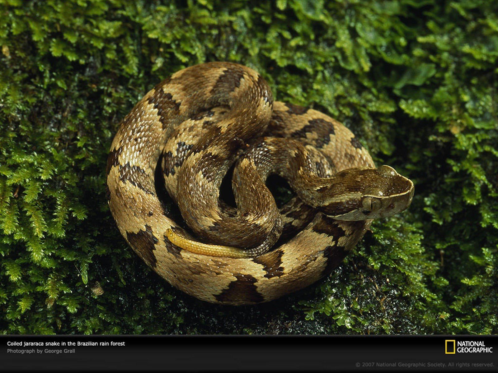 animals, Snakes, National, Geographic, Reptiles Wallpaper