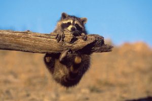 nature, Animals, Funny, Raccoons