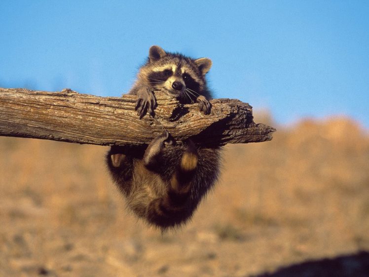 nature, Animals, Funny, Raccoons HD Wallpaper Desktop Background