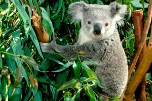 animals, Koalas