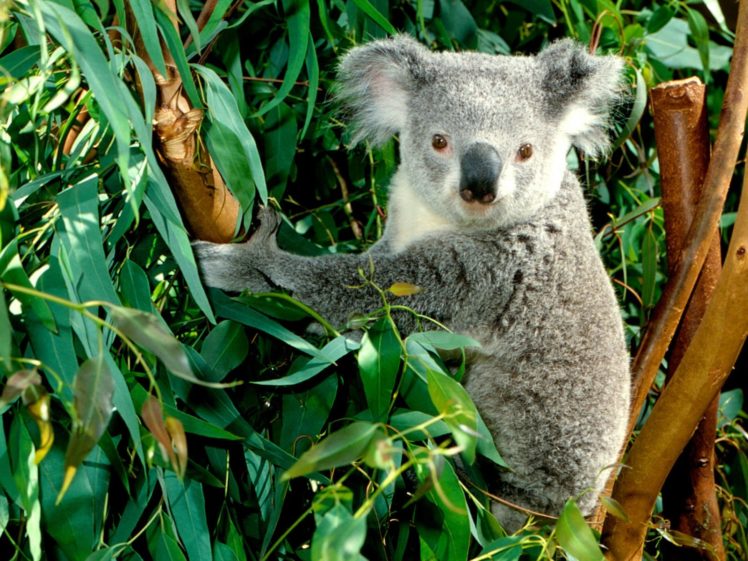 animals, Koalas HD Wallpaper Desktop Background
