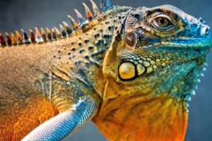 close up, Reptiles, Iguana