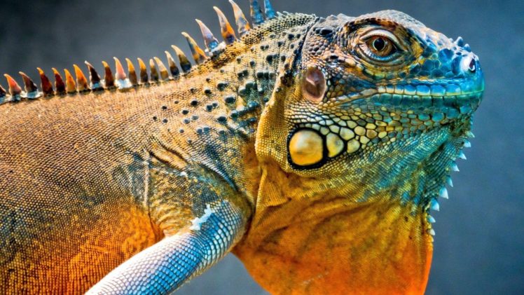 close up, Reptiles, Iguana HD Wallpaper Desktop Background