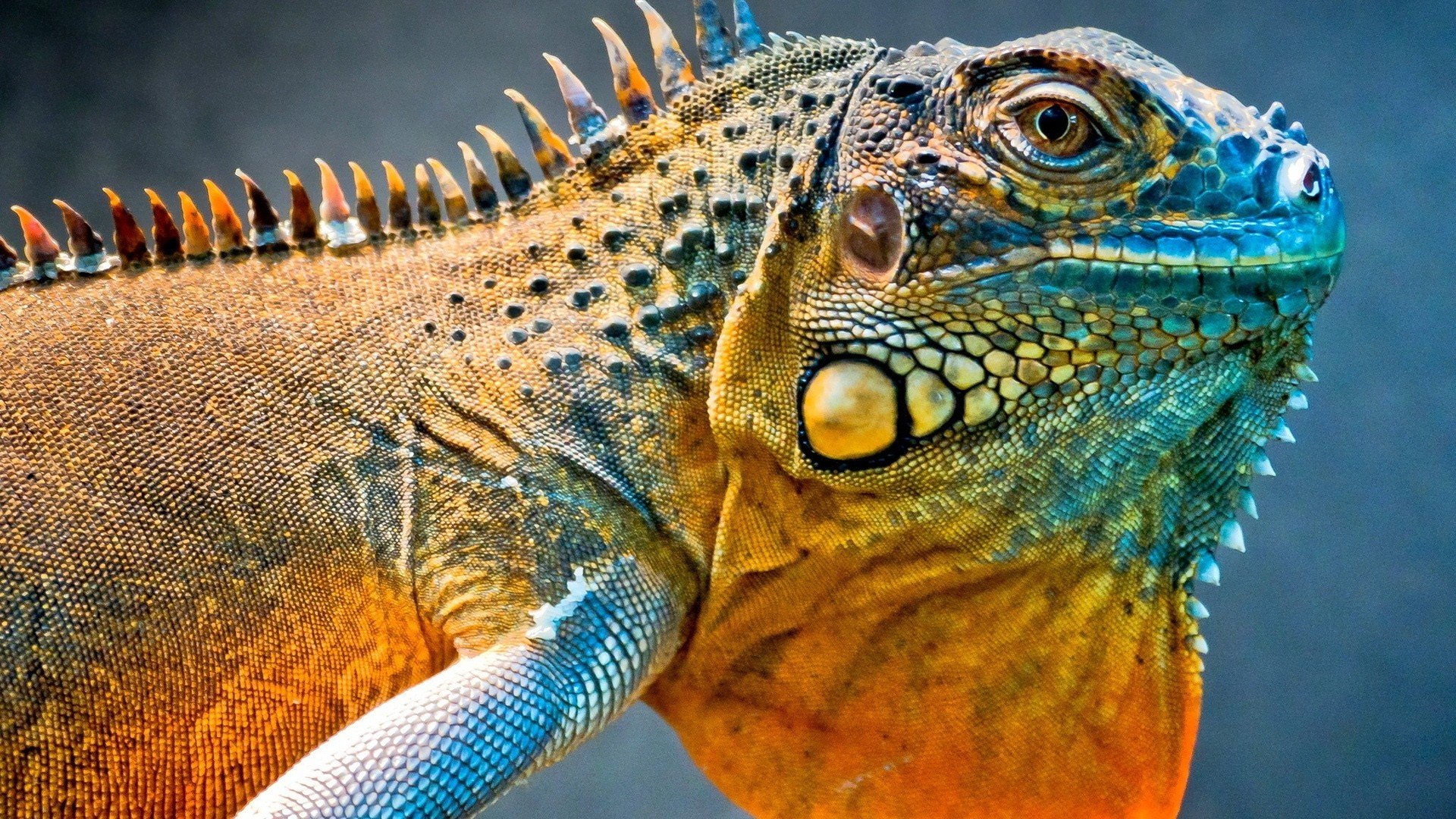 close up, Reptiles, Iguana Wallpaper