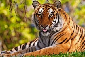 nature, Animals, Tigers