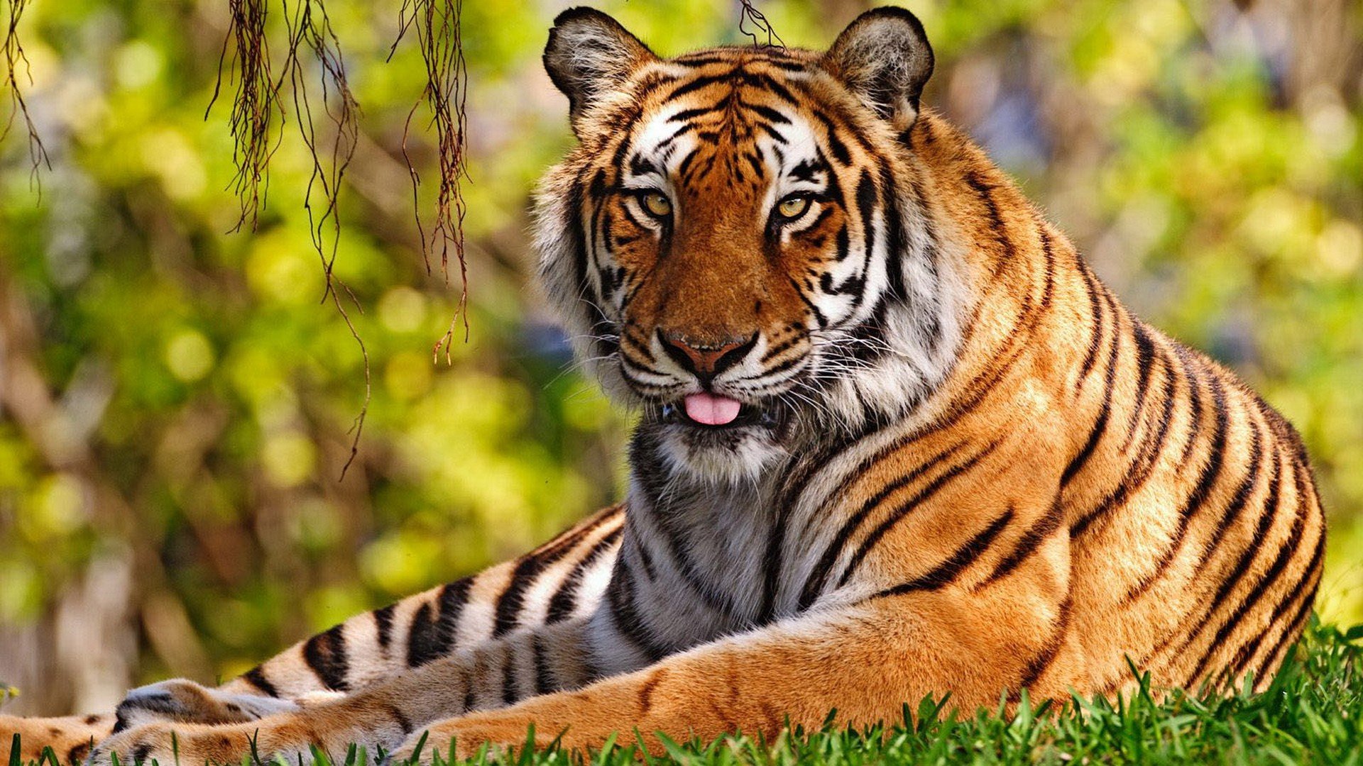 nature, Animals, Tigers Wallpaper