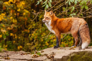 animals, Fox, Nature