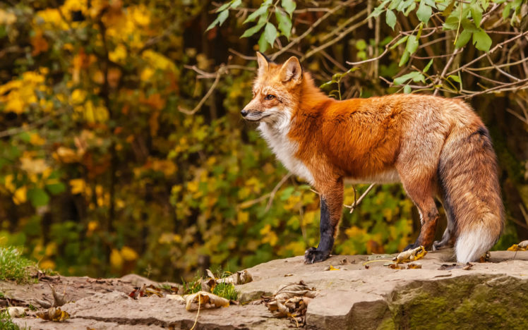 animals, Fox, Nature HD Wallpaper Desktop Background