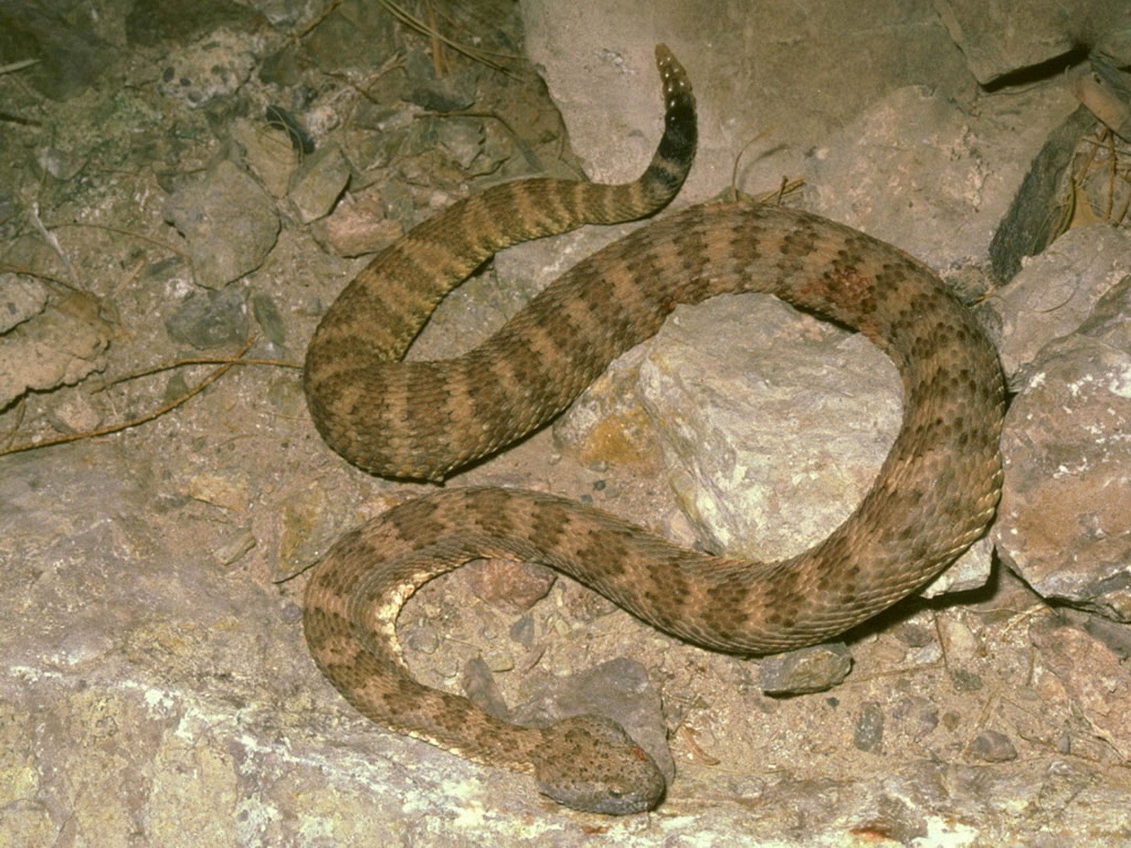 snakes, Reptiles Wallpaper