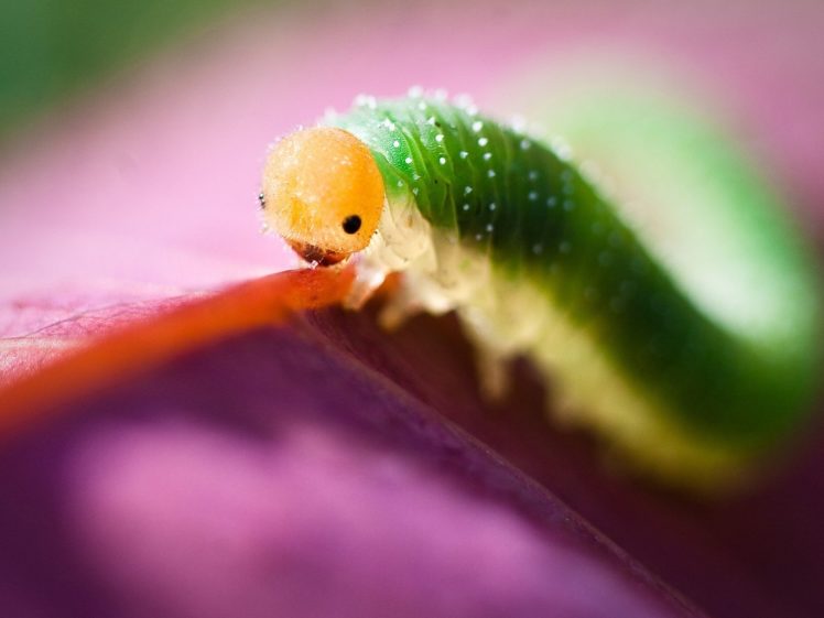 caterpillars HD Wallpaper Desktop Background
