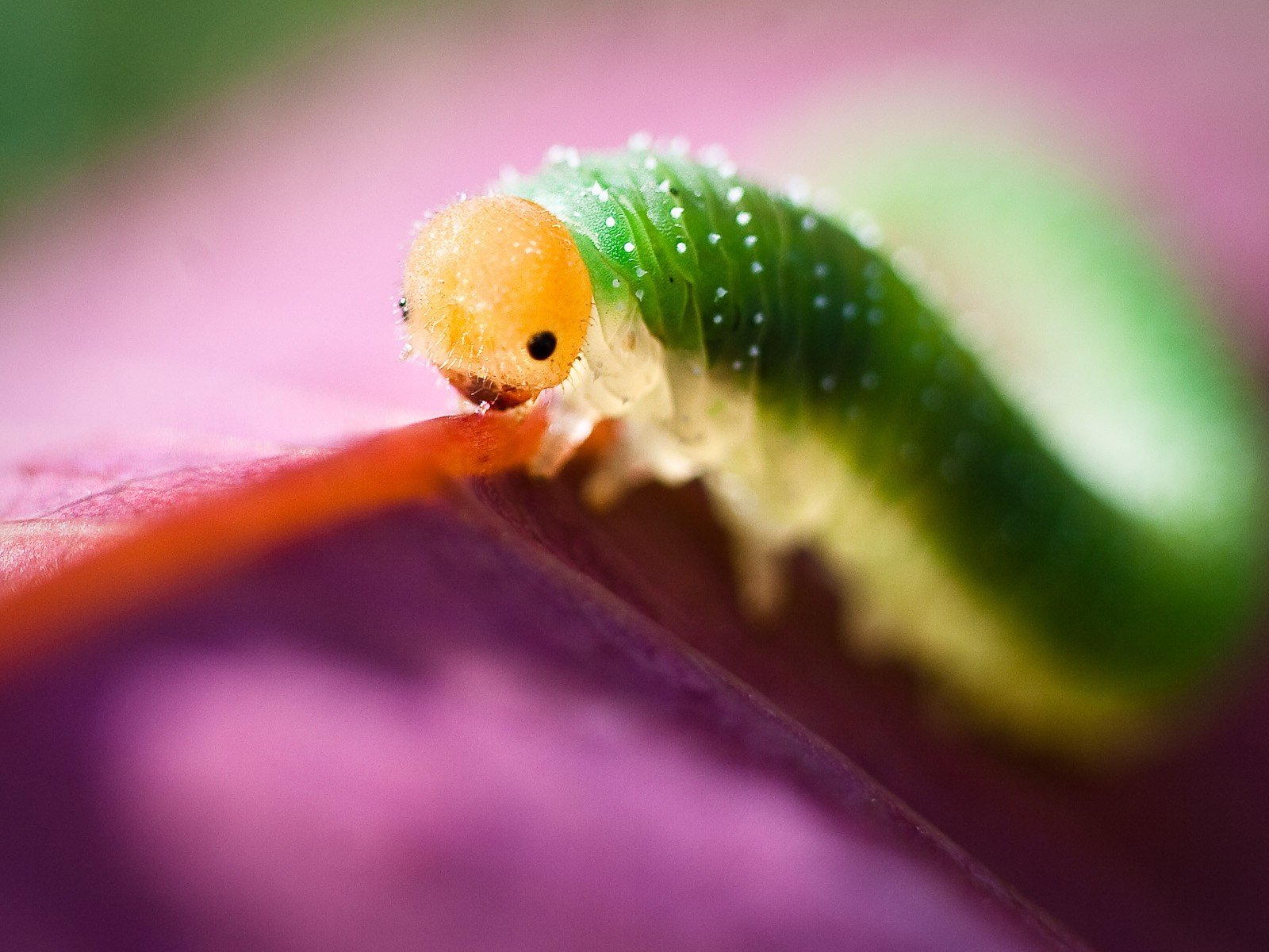 caterpillars Wallpaper
