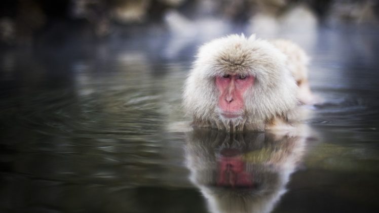 water, Animals, Snow, Monkey, Japanese, Macaque HD Wallpaper Desktop Background
