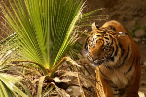 nature, Animals, Tigers, Palm, Leaves
