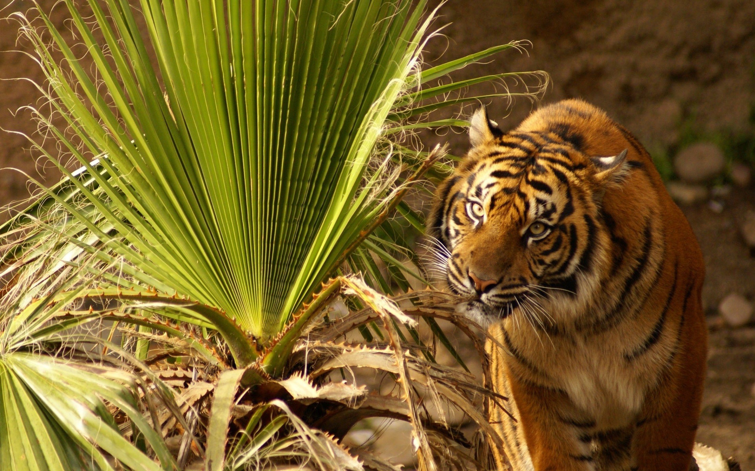 nature, Animals, Tigers, Palm, Leaves Wallpaper