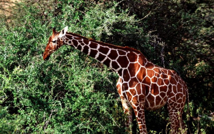 animals, Giraff HD Wallpaper Desktop Background