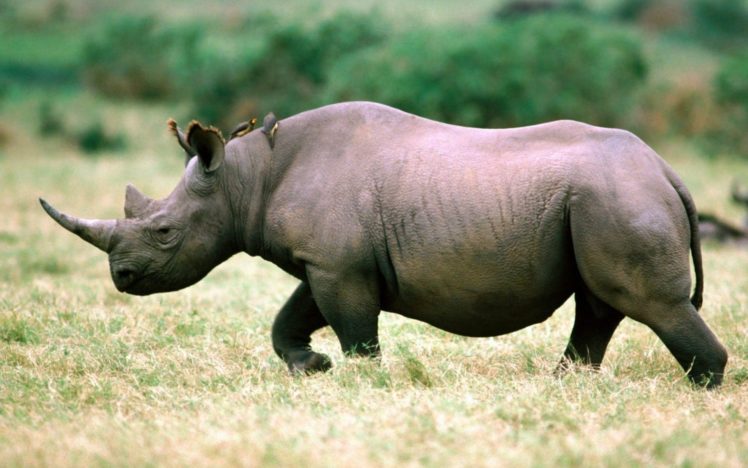 animals, Rhinoceros HD Wallpaper Desktop Background