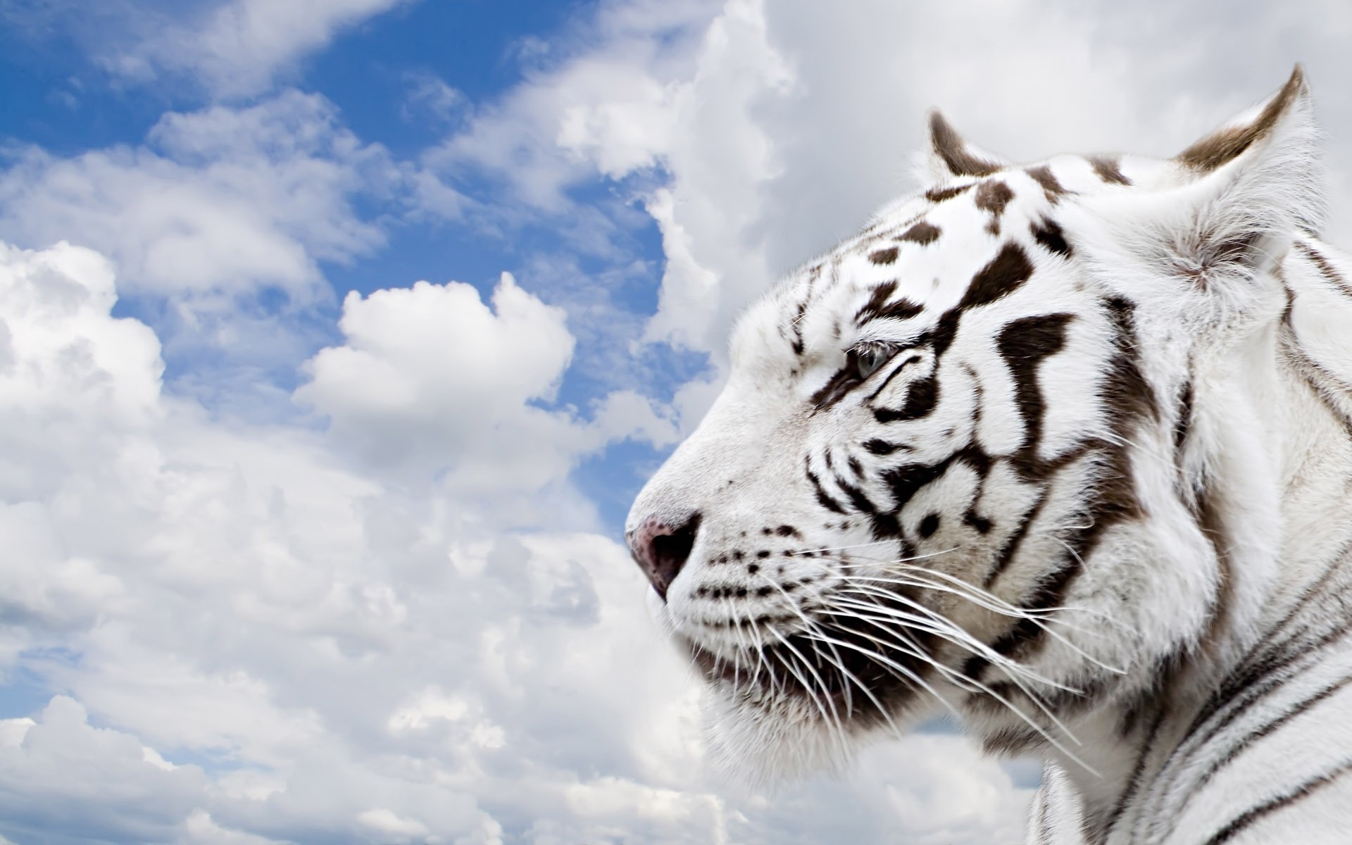animals, Tigers, Feline Wallpaper