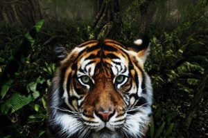 jungle, Animals, Tigers