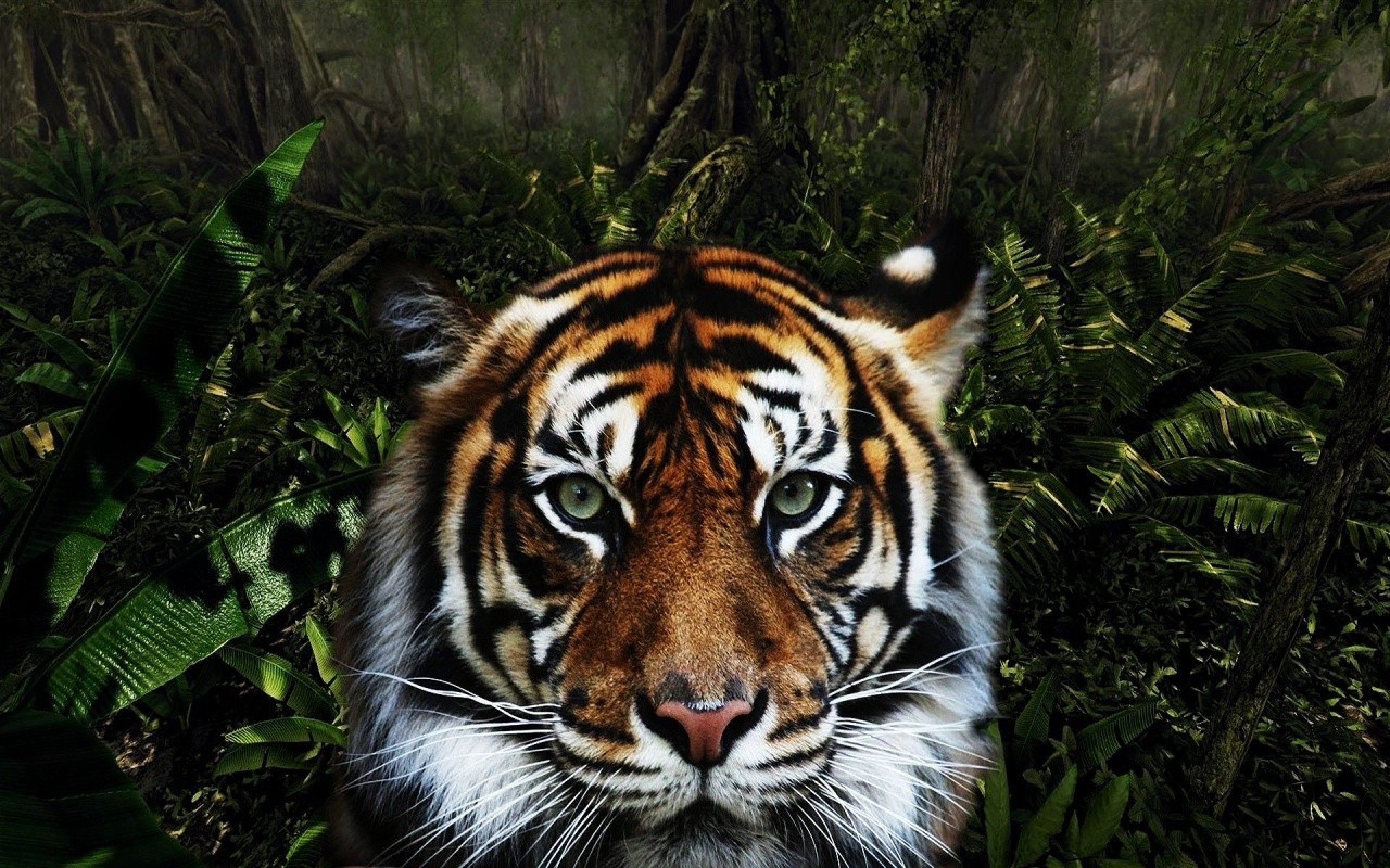 jungle, Animals, Tigers Wallpaper