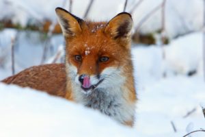 snow, Red, Foxes