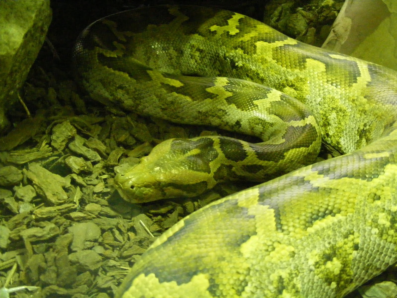 snakes, Python, Indian, Python Wallpaper