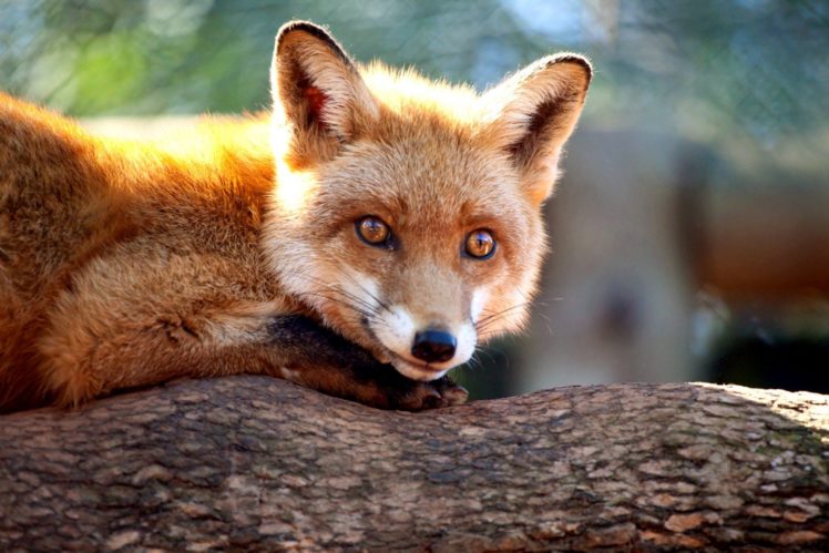 nature, Animals, Wildlife, Foxes HD Wallpaper Desktop Background