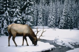 winter, Snow, Elk