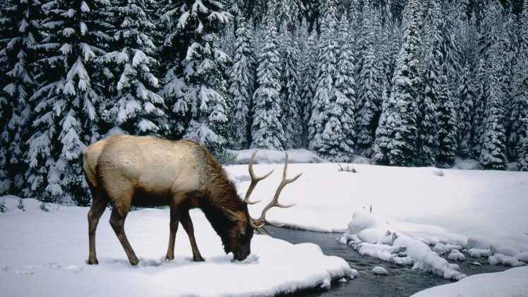 winter, Snow, Elk HD Wallpaper Desktop Background