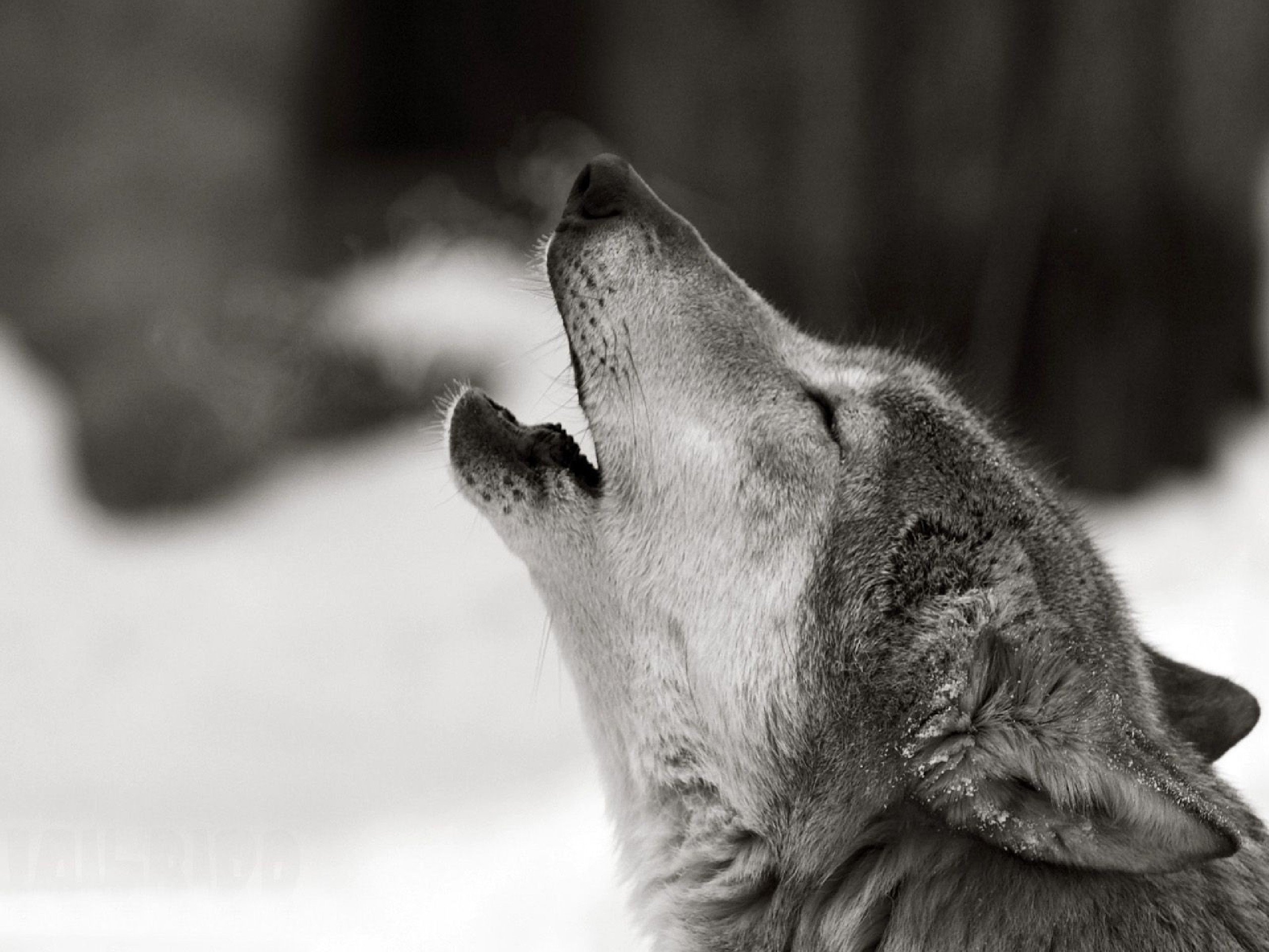 wolf Wallpaper