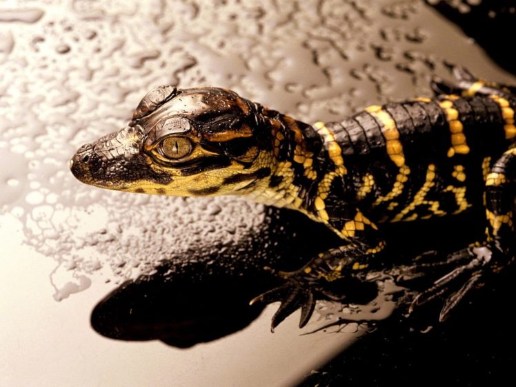nature, Reptile, Reptiles HD Wallpaper Desktop Background