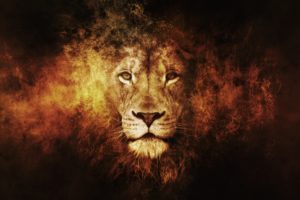 lion, 13 wallpaper 2560x1920