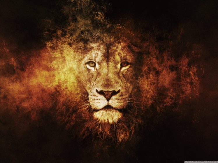 lion, 13 wallpaper 2560×1920 HD Wallpaper Desktop Background