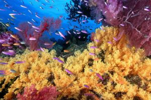 animals, Coral, Reef