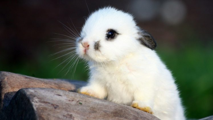 bunnies, Nature, Animals HD Wallpaper Desktop Background