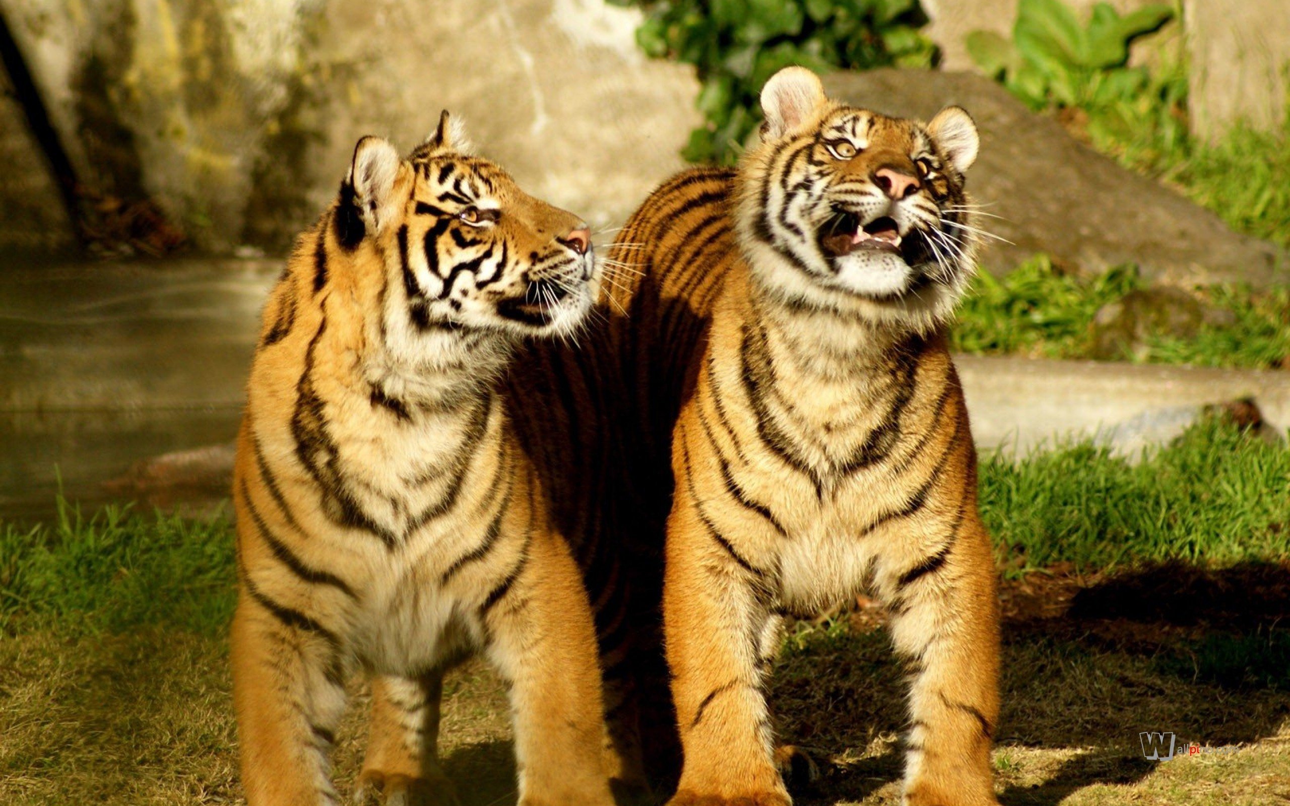 tigers Wallpaper