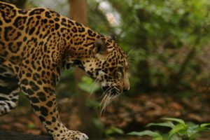 jungle, Animals, Feline, Jaguars