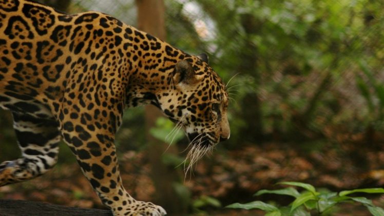 jungle, Animals, Feline, Jaguars HD Wallpaper Desktop Background