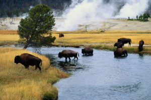 buffalo, Landscapes, Nature, Rivers, Animals, Steam, Smoke