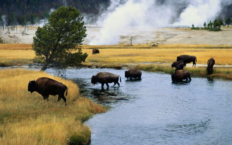 buffalo, Landscapes, Nature, Rivers, Animals, Steam, Smoke HD Wallpaper Desktop Background