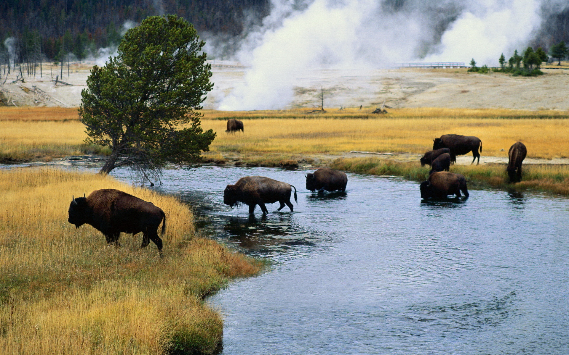 buffalo, Landscapes, Nature, Rivers, Animals, Steam, Smoke Wallpaper