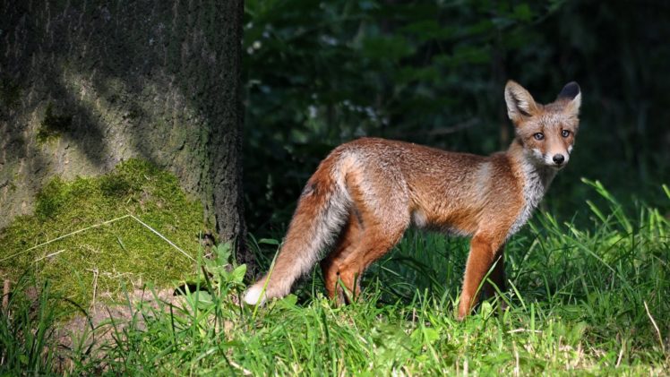 nature, Animals, Foxes HD Wallpaper Desktop Background