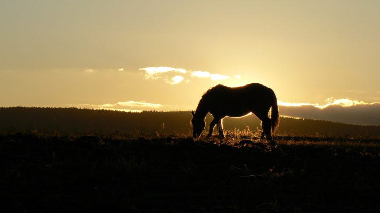 animals, Horses, Sunrise, Sunset, Landscapes, Nature HD Wallpaper Desktop Background