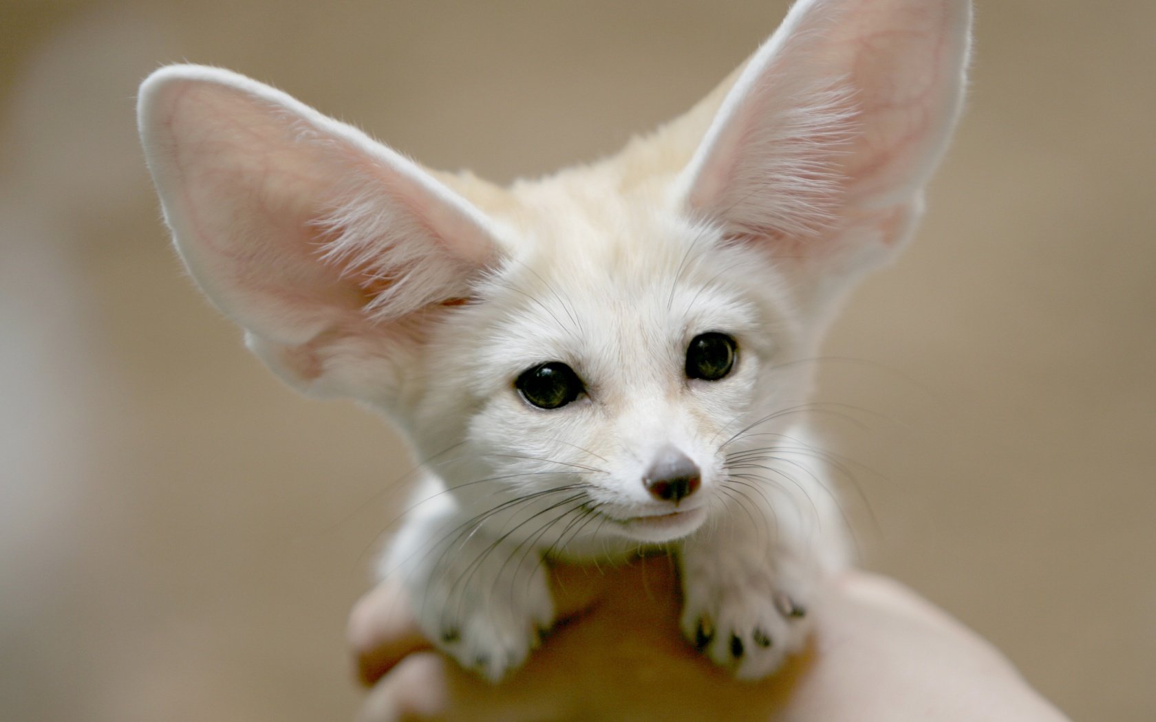 animals, Fennec, Fox Wallpapers HD / Desktop and Mobile ...