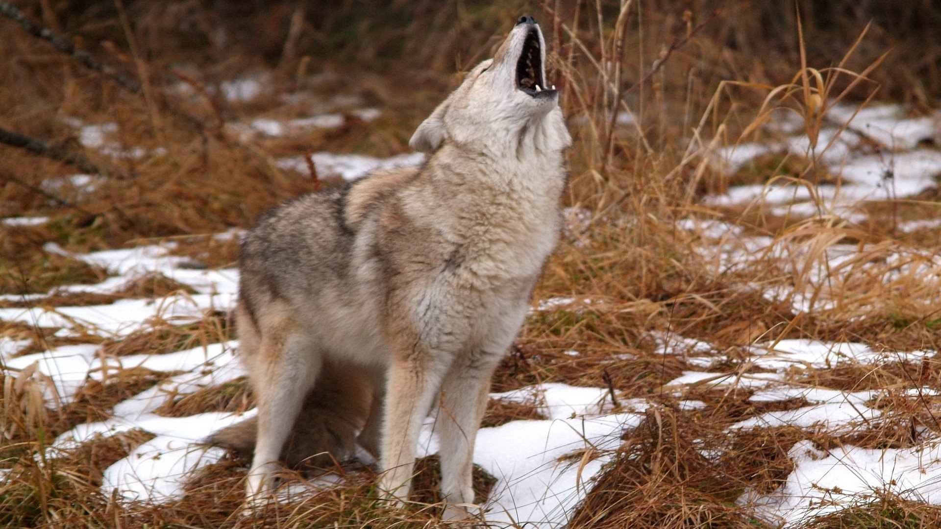 coyote Wallpaper
