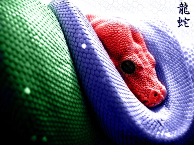 snakes HD Wallpaper Desktop Background