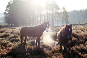 animal, Horses, Landscapes, Sunlight