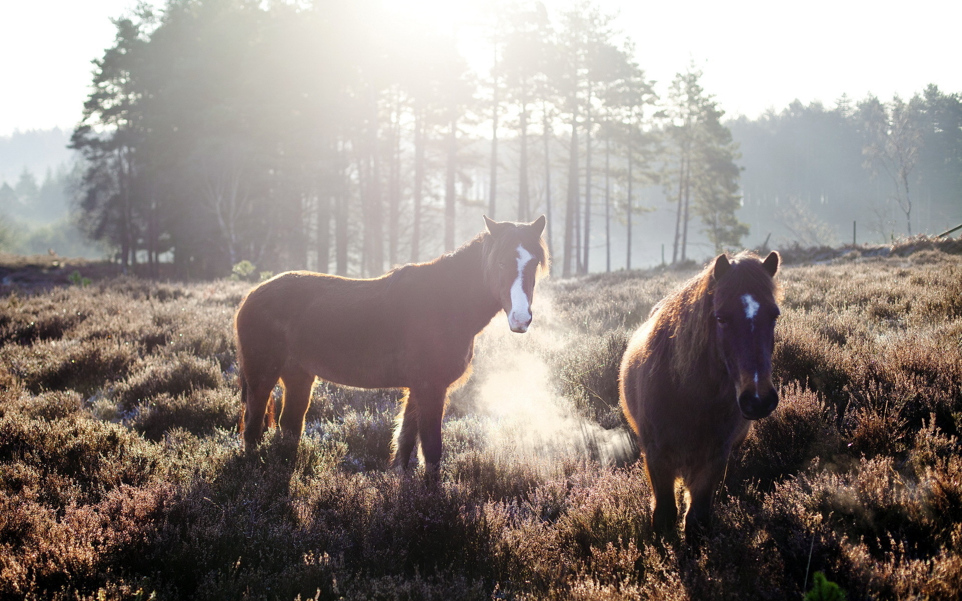 animal, Horses, Landscapes, Sunlight Wallpaper